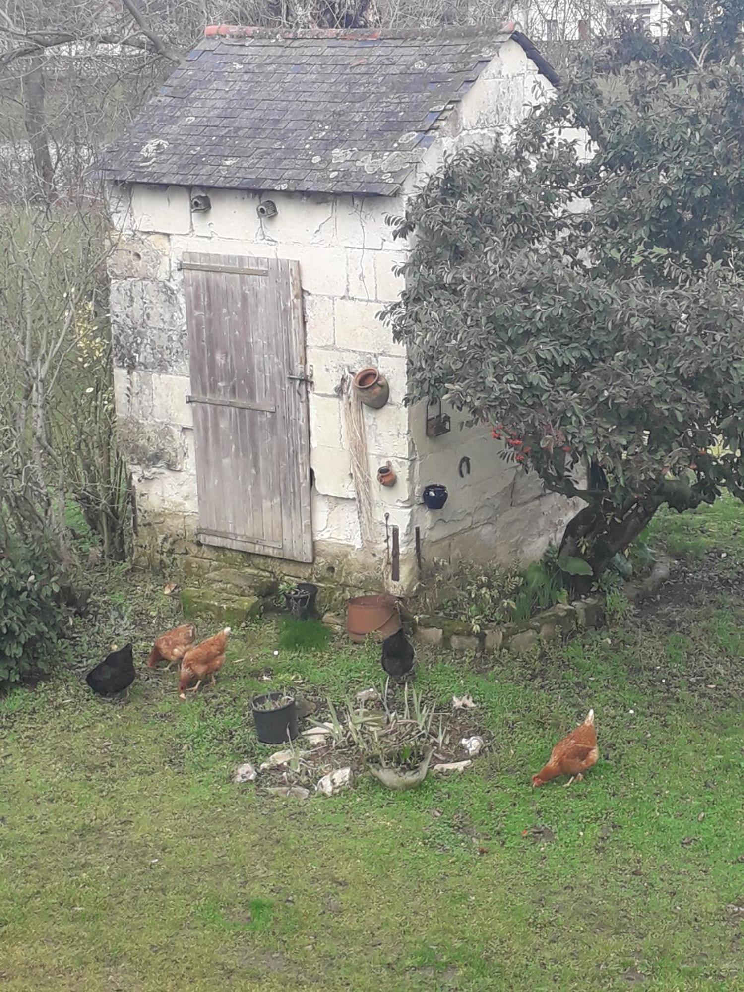 Chambres d'Hôtes de l'Ile du Saule Saumur Exterior foto