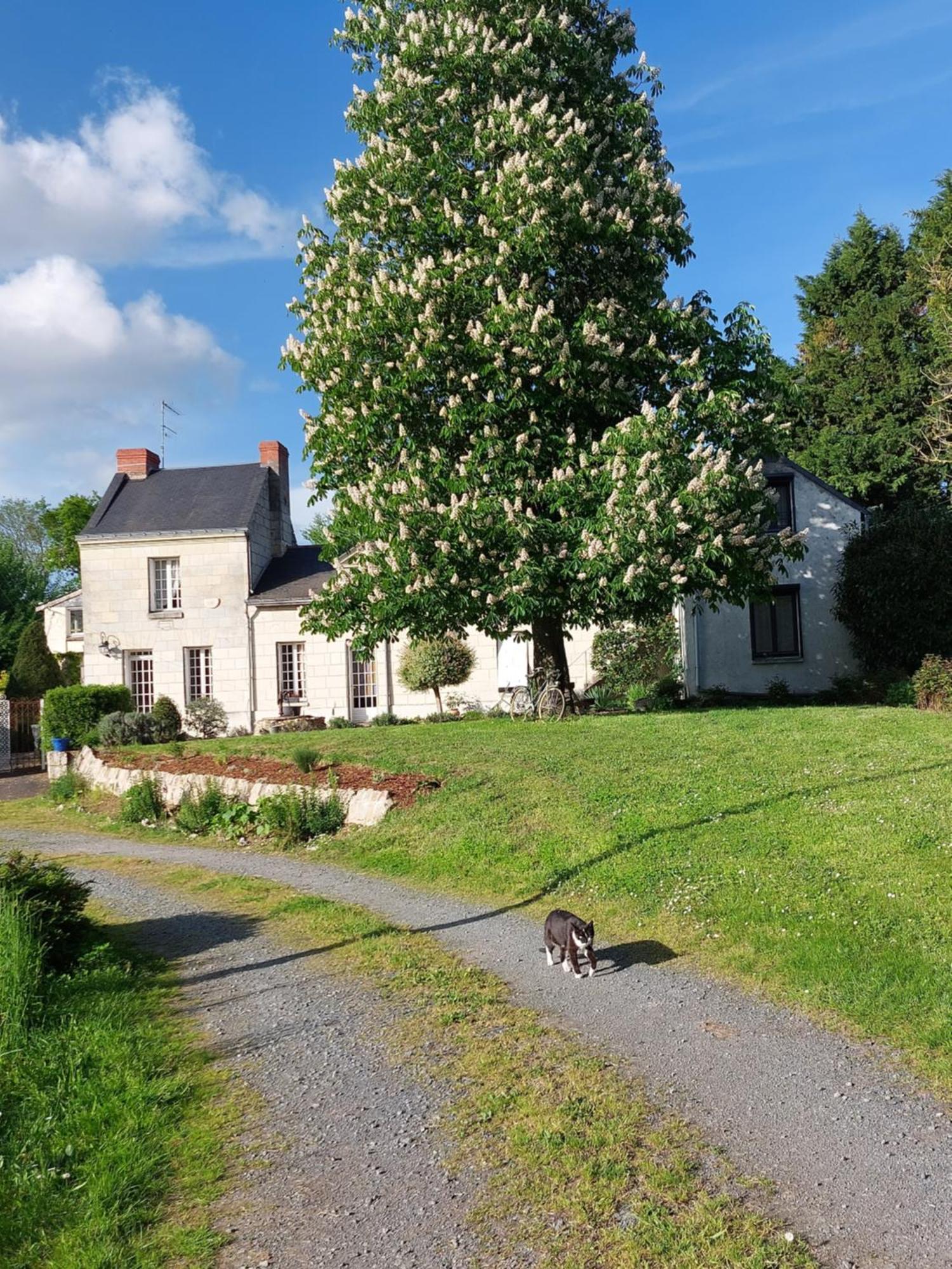 Chambres d'Hôtes de l'Ile du Saule Saumur Exterior foto